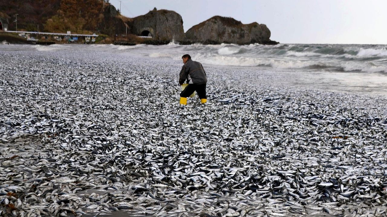 Giant fish washed up dead in Japan raise fears of earthquake or