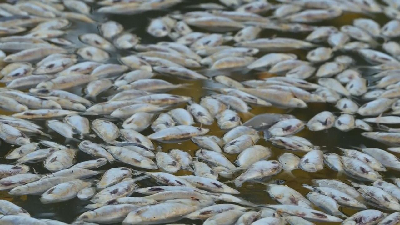 Australia: Millions of dead fish wash up in river near outback town in New  South Wales, World News
