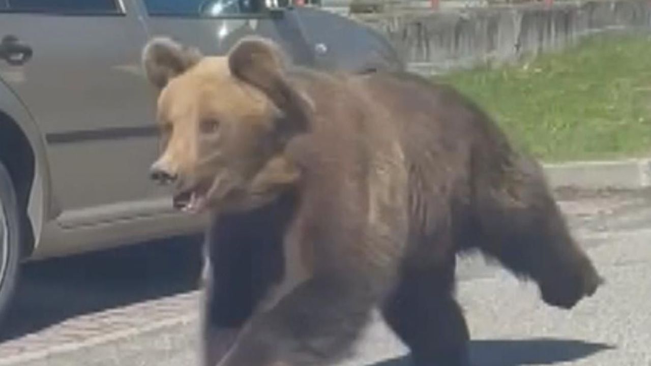 Woman dies after being chased by bear in Slovakia