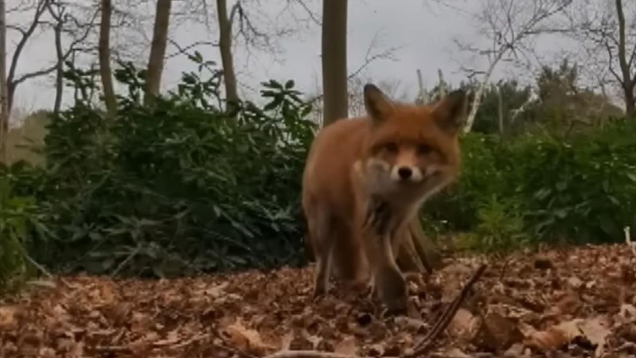 Fox steals animal rescuer s phone while it is still recording