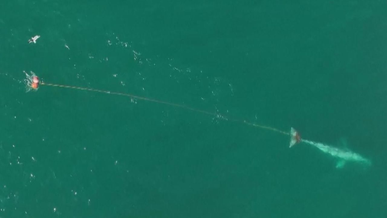 Fears grow for whale entangled in fishing net near San Francisco, US News
