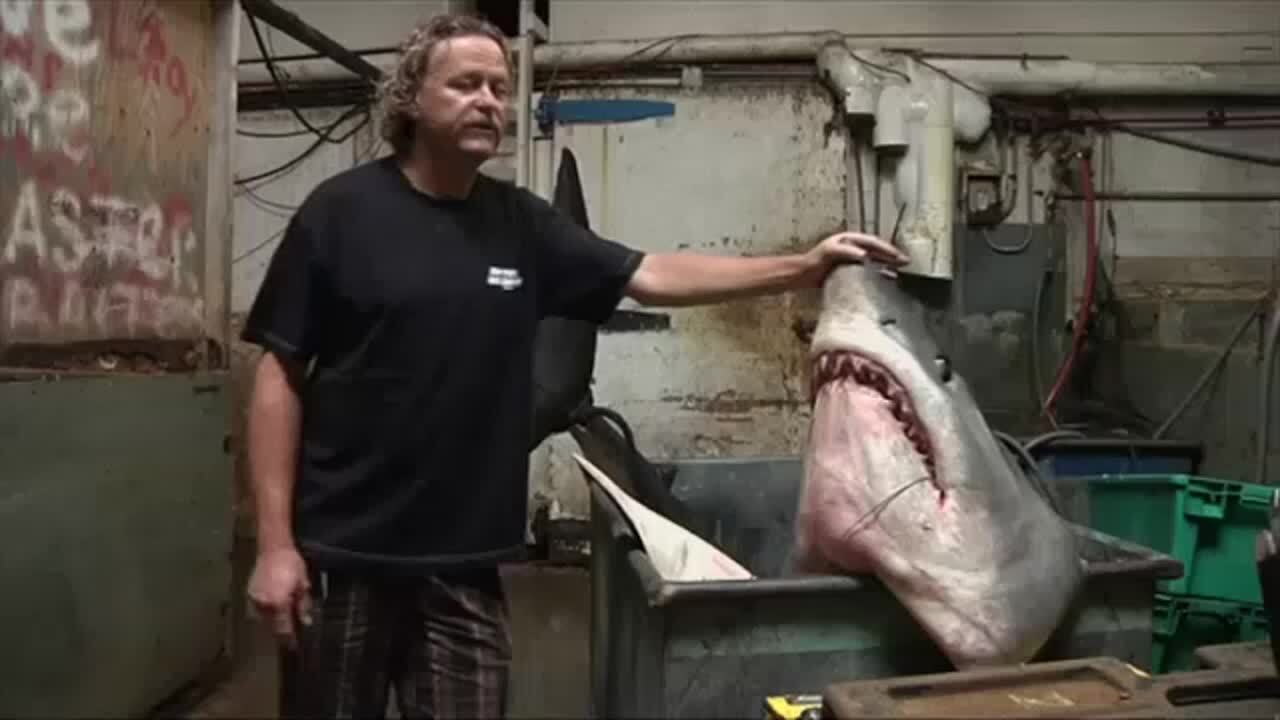 Record' Shark Caught Off Californian Coast, US News