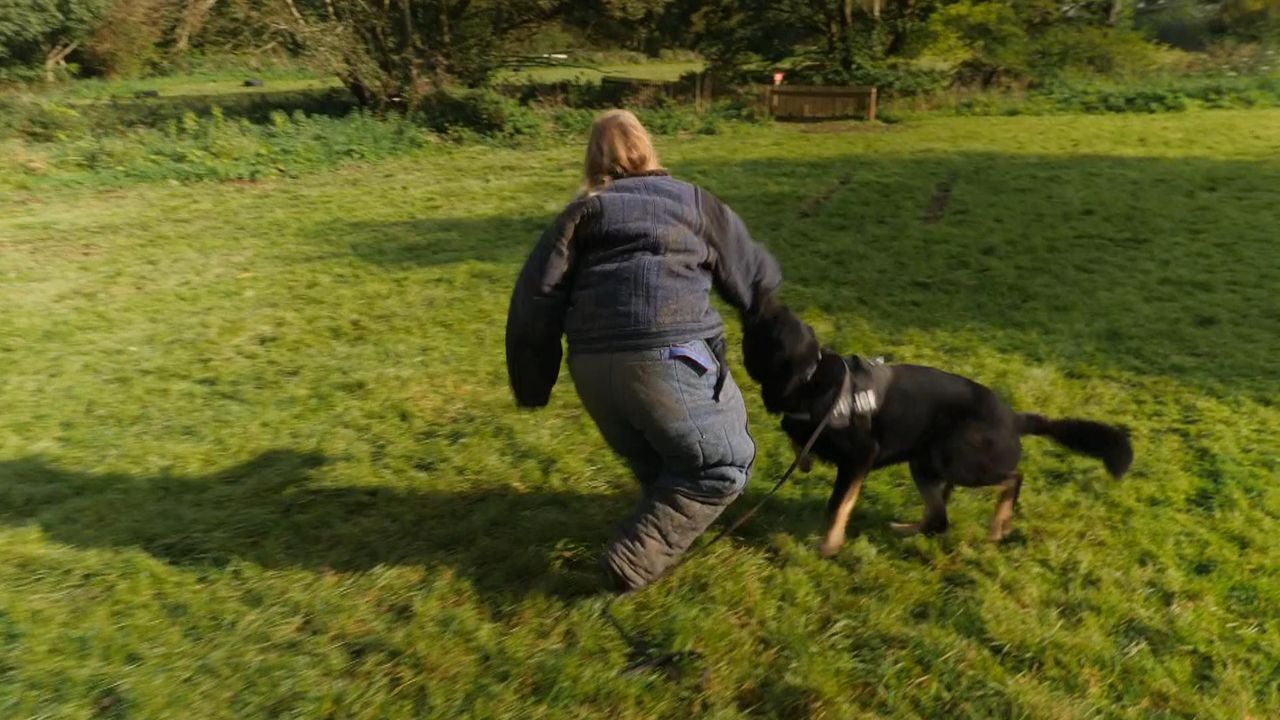 Hundreds of 'dangerous' dogs killed after being seized by police - but  fears many 'needlessly euthanised', UK News