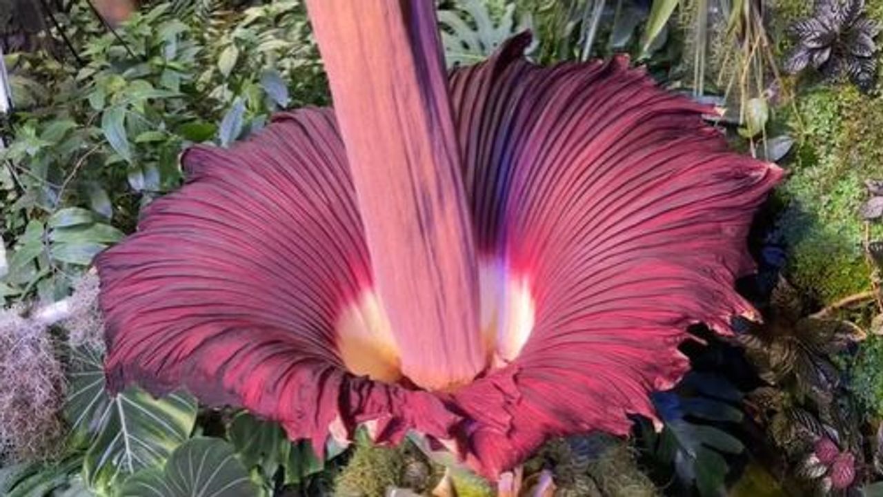 Corpse flower s intense stench attracts visitors in San Francisco